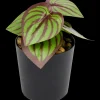 Plante artificielle en pot | Action FR Hot